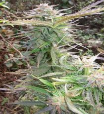 Maroc by Female Seeds
