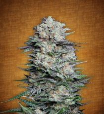 Mexican Airlines by Fast Buds Seeds