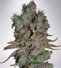 Auto Blueberry Domina by MOC Seeds