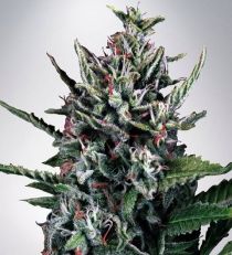 Auto Silver Bullet by MOC Seeds