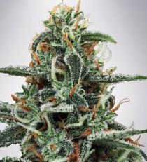 White Widow by MOC Seeds