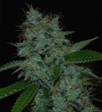 Narcotherapy Auto by Cream of the Crop Seeds
