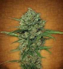 Northern Express by Fast Buds Seeds