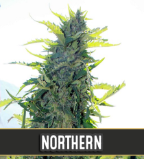 Northern Automatic by Blim Burn Seeds