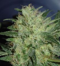 H Fantaseeds Northern Light Automatic