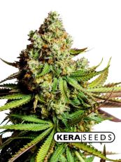 OG Kush Autoflower - Kera Seeds