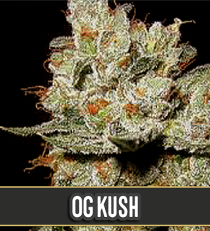 OG's Kush by Blim Burn Seeds
