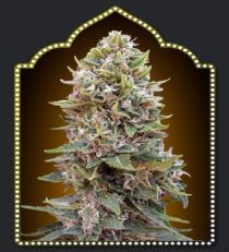 OO Seeds Auto Hashchis Berry