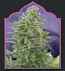 Auto Mix by OO Seeds