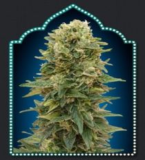 Female Mix by OO Seeds