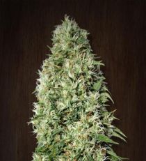 Orient Express Feminized by Ace Seeds