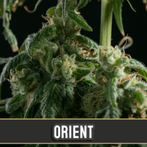Orient Automatic by Blim Burn Seeds-3