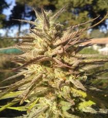 Outdoor Grapefruit by Female Seeds