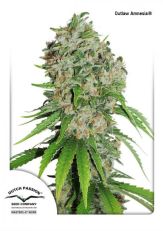 Outlaw Amnesia by DP Seeds-10