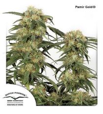 Pamir Gold by DP Seeds