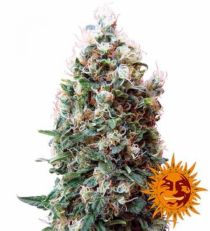 Phatt Fruity Feminized Marijuana Seeds