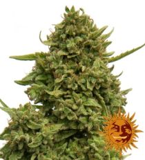 Pineapple Chunk Feminized Marijuana Seeds