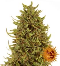 Pineapple Express Auto Feminized Marijuana Seeds