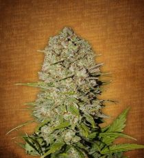 Pineapple Express by Fast Buds Seeds