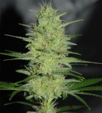 Pretty Lights by Cream of the Crop Seeds