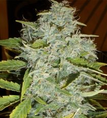 Psychofruit Auto by Cream of the Crop Seeds
