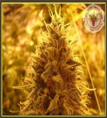 Puff Puff Pass Out by Dr Krippling Seeds