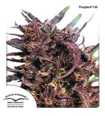 Purple #1 by DP Seeds