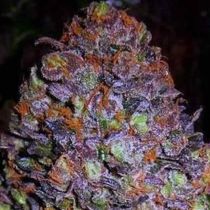 Purple Haze Autoflower - Original Sensible Seeds