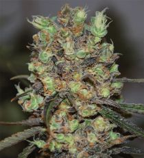Purple Paralysis by Cream of the Crop Seeds