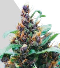 Purple Stilton Marijuana Seeds