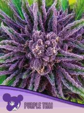 Purple Thai Feminized 3 Seeds - Anesia Seeds