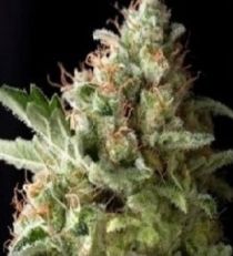 Auto American Pie by Pyramid Seeds