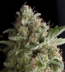 American Pie by Pyramid Seeds