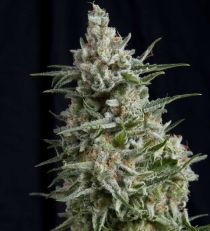 Anesthesia by Pyramid Seeds