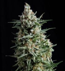 Auto Anesthesia by Pyramid Seeds