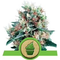 Creamatic by Royal Queen Seeds-10
