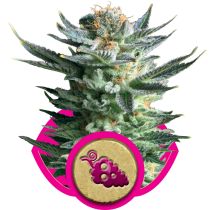 Fruit Spirit by Royal Queen Seeds