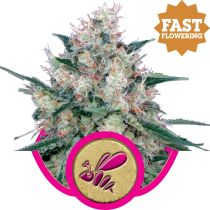 Honey Cream Fast V by Royal Queen Seeds