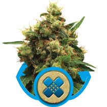 Painkiller XL by Royal Queen Seeds