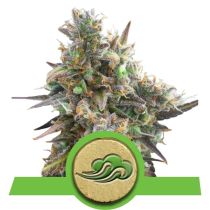 Royal Bluematic by Royal Queen Seeds