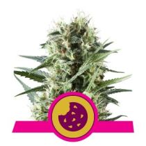 Royal Cookies by Royal Queen Seeds