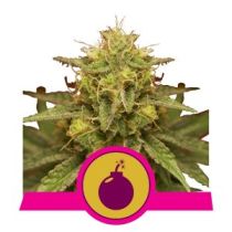 Royal Domina by Royal Queen Seeds