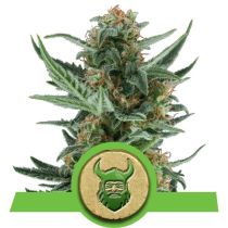 Royal Dwarf by Royal Queen Seeds
