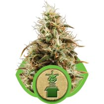 Royal Jack Automatic by Royal Queen Seeds