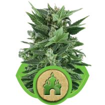Royal Kush Automatic by Royal Queen Seeds