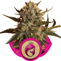 Royal Madre by Royal Queen Seeds