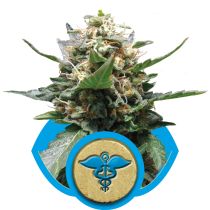 Royal Medic by Royal Queen Seeds