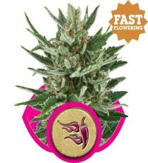 Speedy Chile Fast V by Royal Queen Seeds