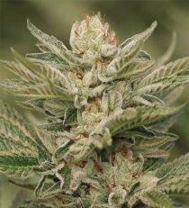 Sapphire Scout by HSO Seeds