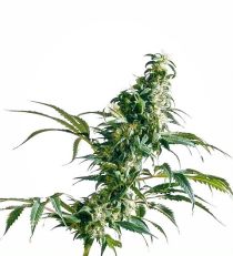 Mexican Sativa Feminized by Sensi Seeds